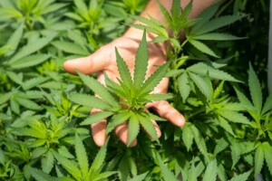 Cannabis sex sexy strains