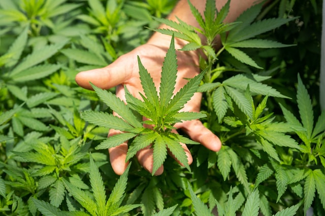 Cannabis breeding