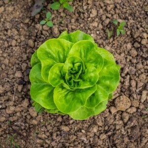 lettuce snail protection weed