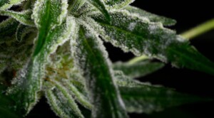 meeldauw op cannabis plant