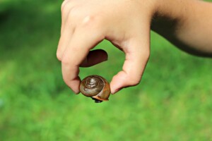 MaxPixel.freegreatpicture.com Brown Shell Snail Macro Summer Nature Animal 2574544