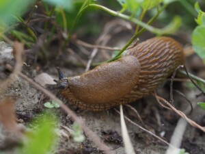 protect cannabis slugs snails