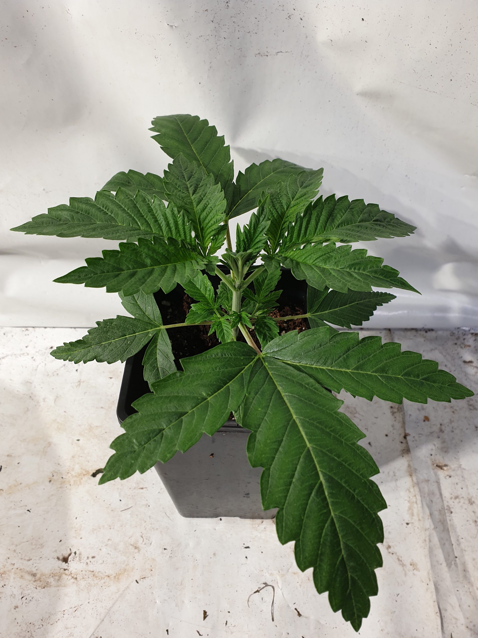 White choco first home grow cannabis