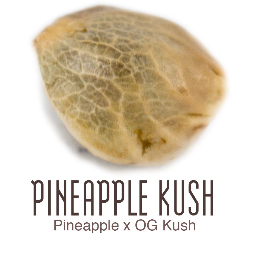 Pineapple Kush marijuana seeds CBG