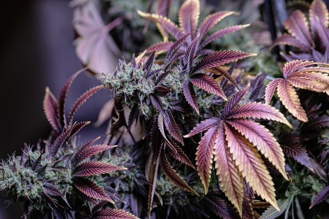 beste cannabis strains paars blauw