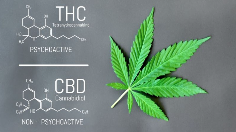 difference thc cbd Amsterdam Genetics weed cbd cannabis