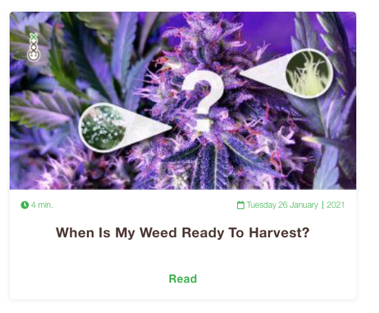 when is weed ready to harvest