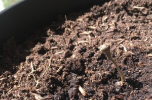 Skyrocket cannabis seedling