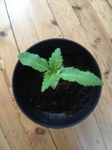 Weed plant developing leaves