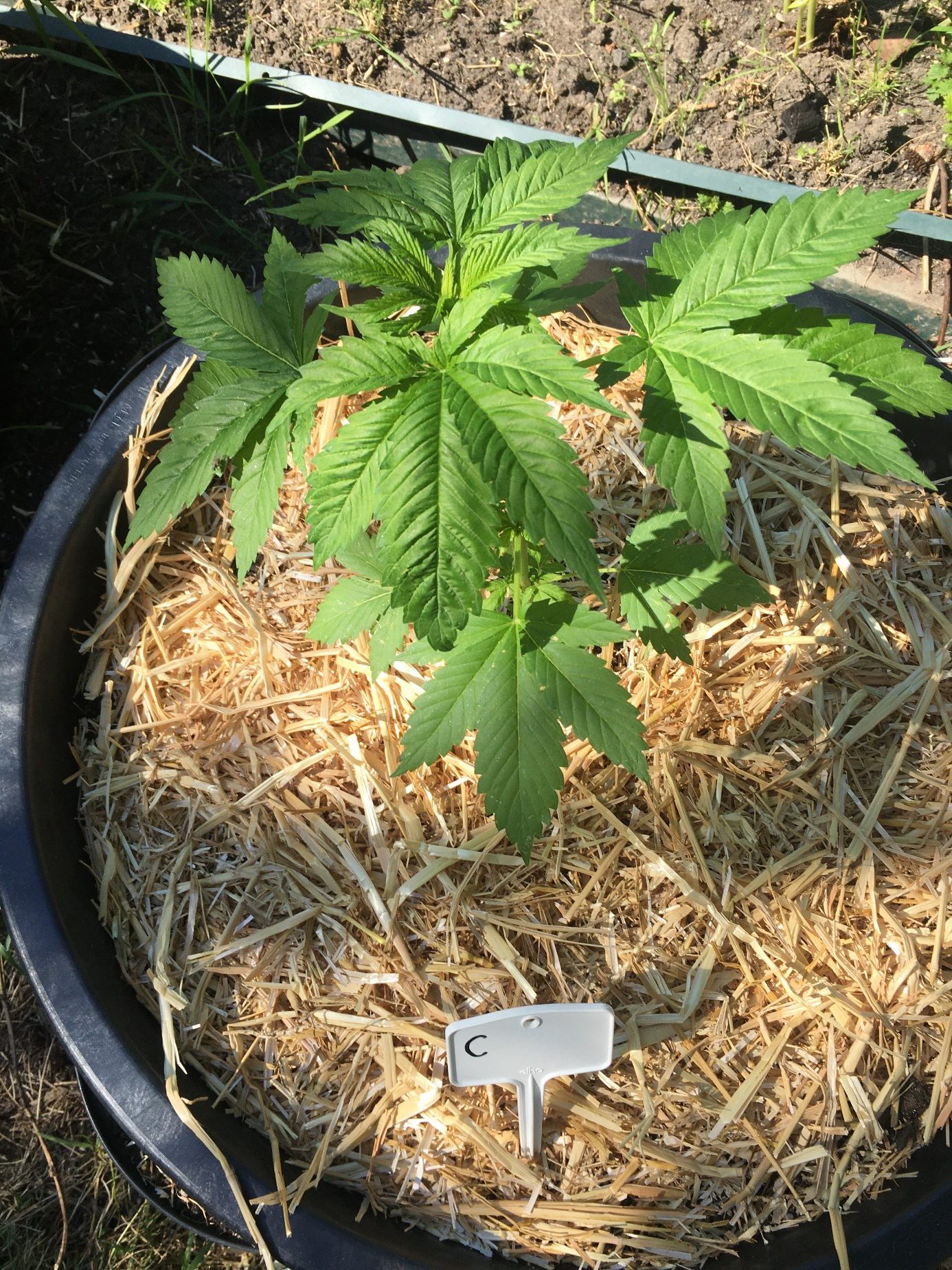 grow skyrocket weed at home