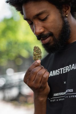 amsterdam cannabis terpenes