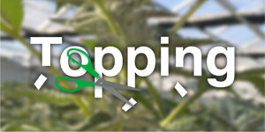 topping cannabis