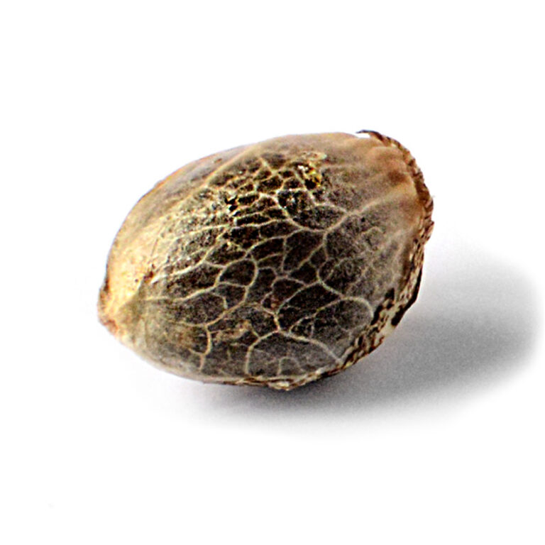 autoflower or photoperiod seed