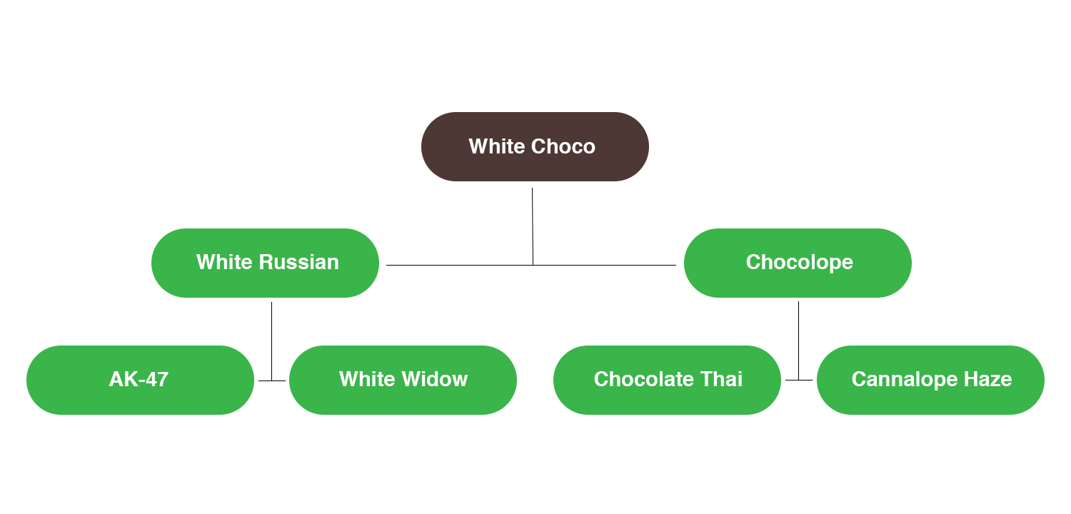 White Choco Cannabis Strain Family Tree