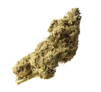 white choco haze cannabis seeds