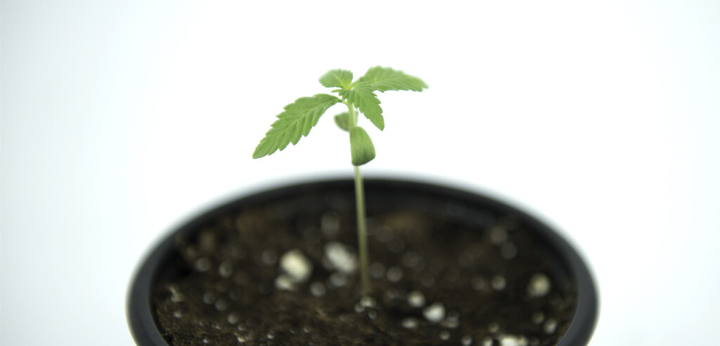 germination cannabis sspt