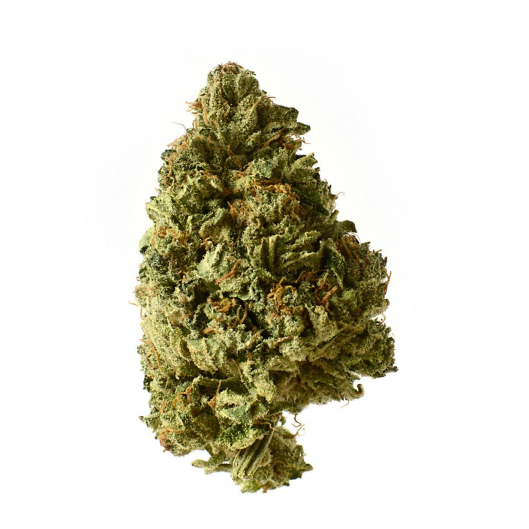 white choco autoflower cannabis seeds