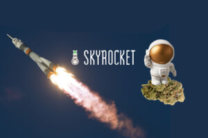 Skyrocket great cannabis seeds