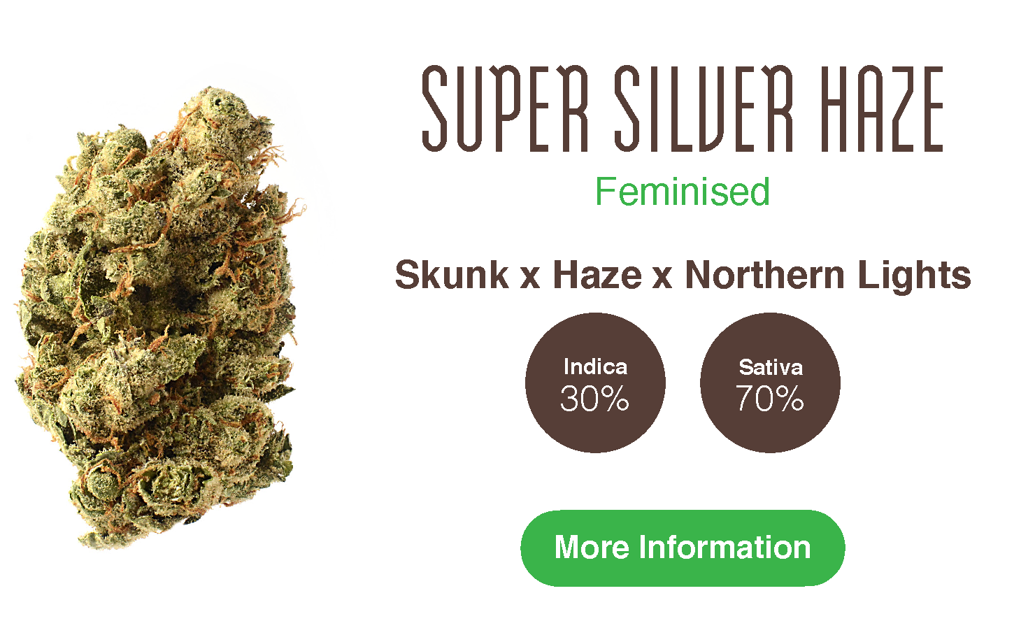 super silver haze seeds cannabis strain classic weed