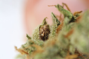 Produce your own cannabis seeds