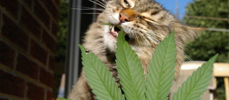 cats and cannabis