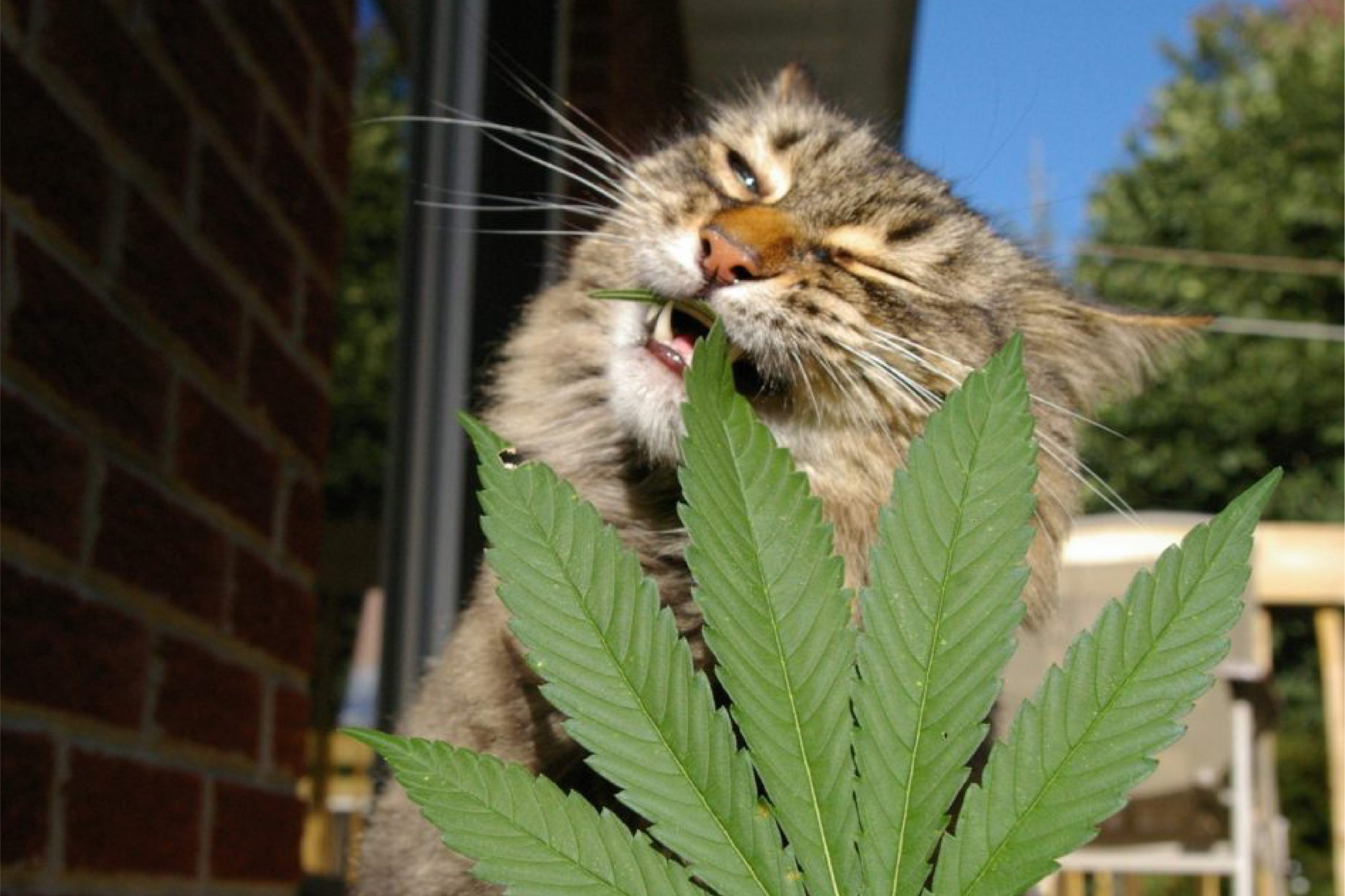 Pets and Weed: Why Cats Love Cannabis | Amsterdam Genetics
