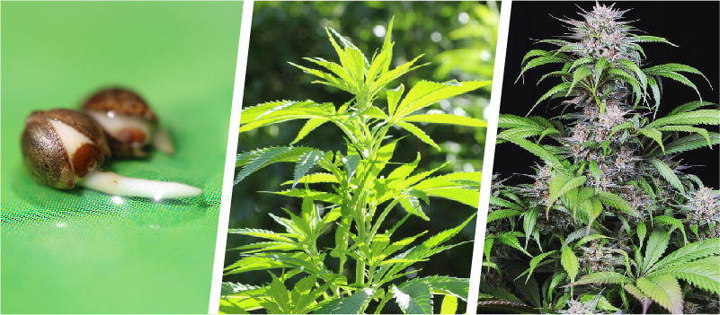 graines cannabis phase végétative