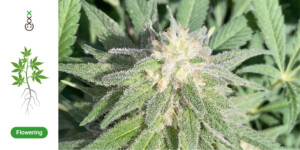Flowering cannabis trichomes