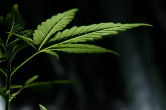 cannabis leaf autoflower