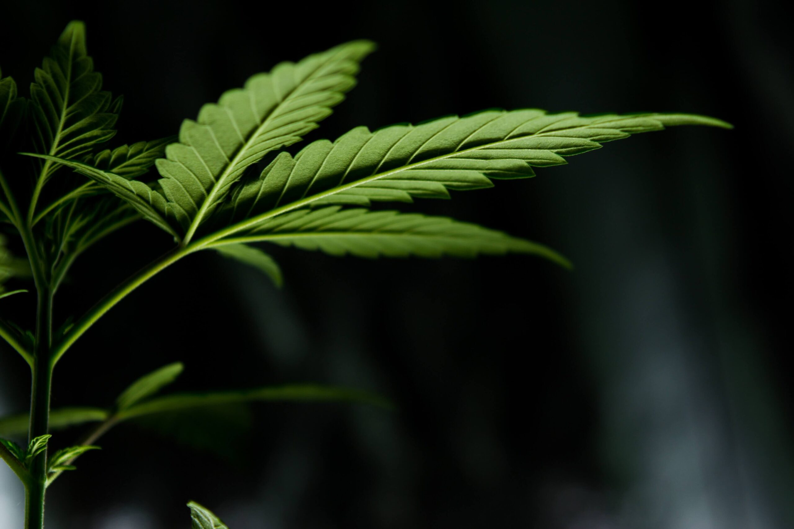 cbn cannabinoid marijuana weed