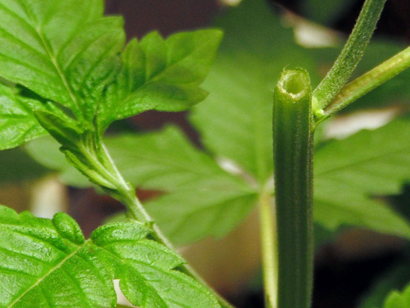 hollow stem cannabis plant male 