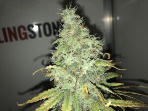 harvest cannabis