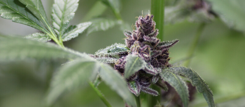 purple kush cannabis
