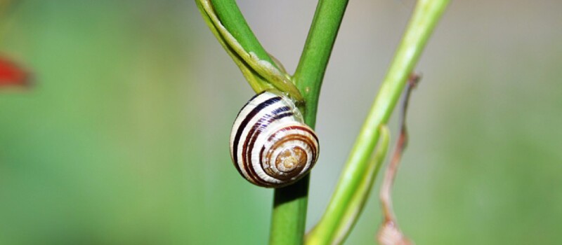 protect cannabis slugs and snails