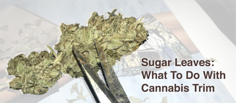 cannabis trim sugar leaves