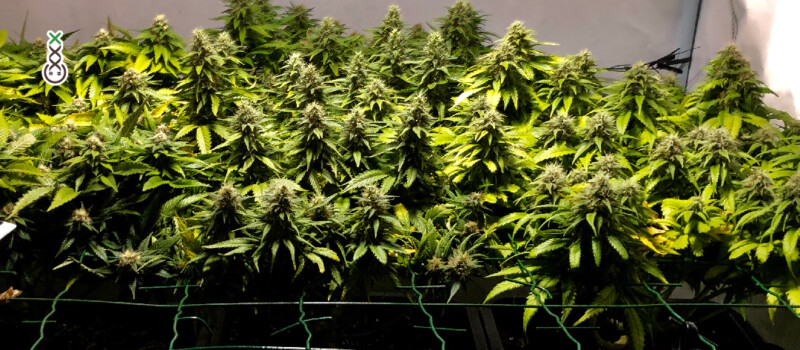 amsterdam genetics cannabis plants