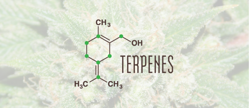 terpenes in cannabis