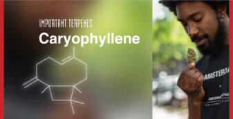 caryophyllene strains