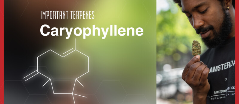 caryophyllene strains