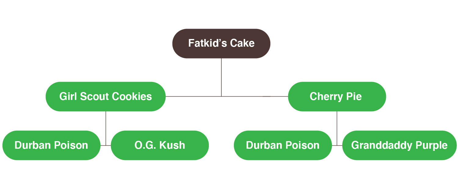 fatkid's cake myrcene cannabis
