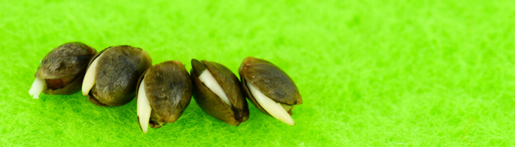 germinate seed