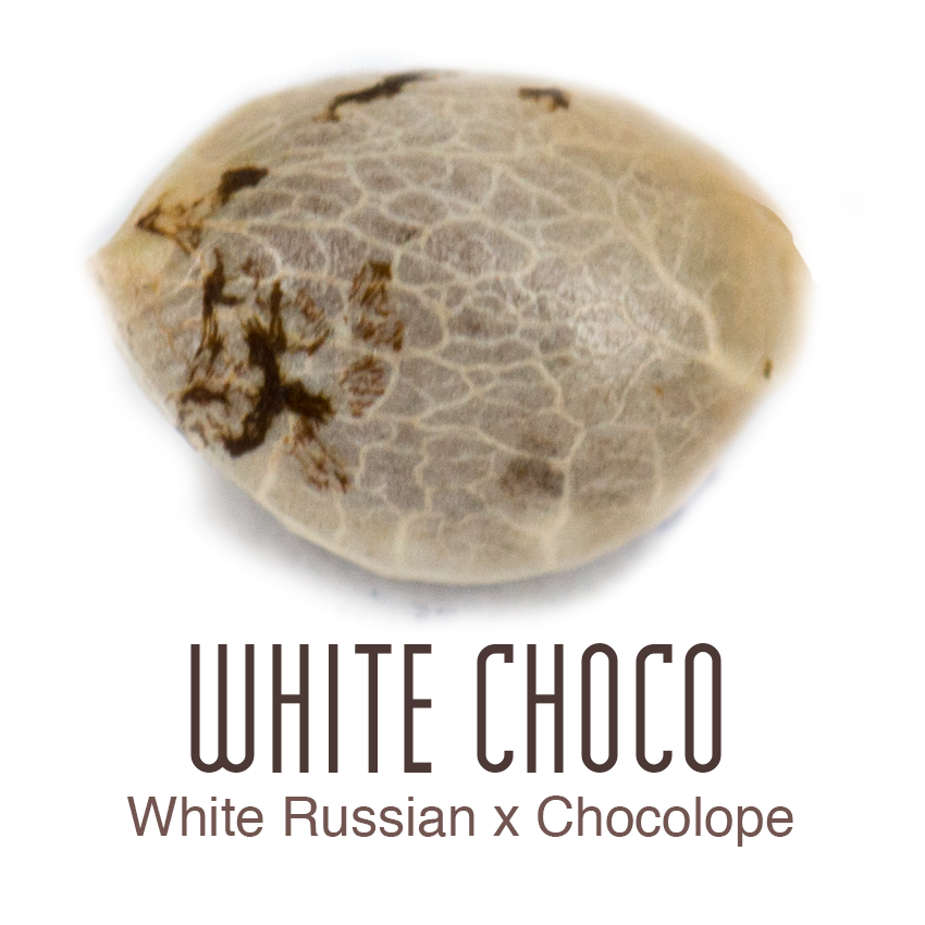 White Choco chocolate cannabis