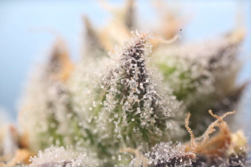 trichomes thc cannabis climate change