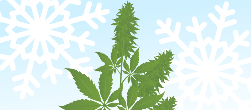 cannabis winter wietzaadjes