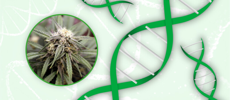 amsterdam genetics cannabis genetica