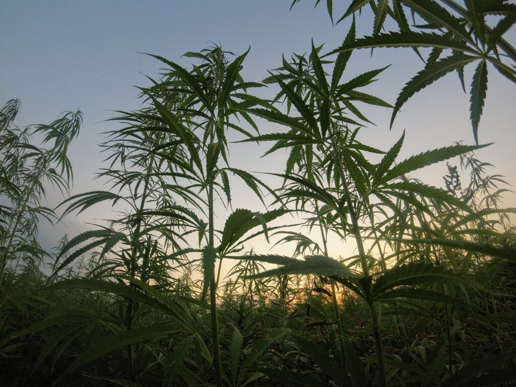 growing weed outdoors climate