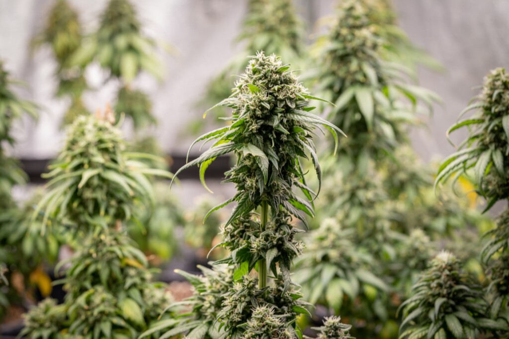 cannabis harvest flowering phase