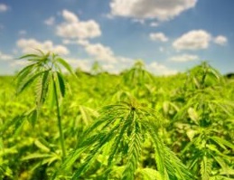 outdoor cannabis grow seizoen