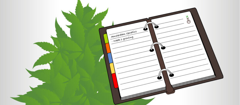 cannabis grow dagboek