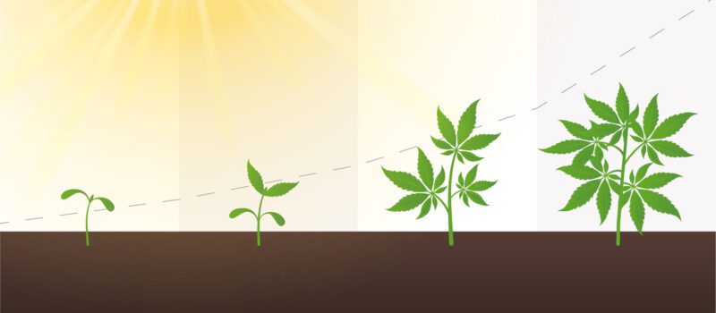 cannabis groeifase